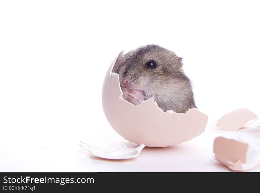 Little baby hamster in the shell isolated on white background. Little baby hamster in the shell isolated on white background