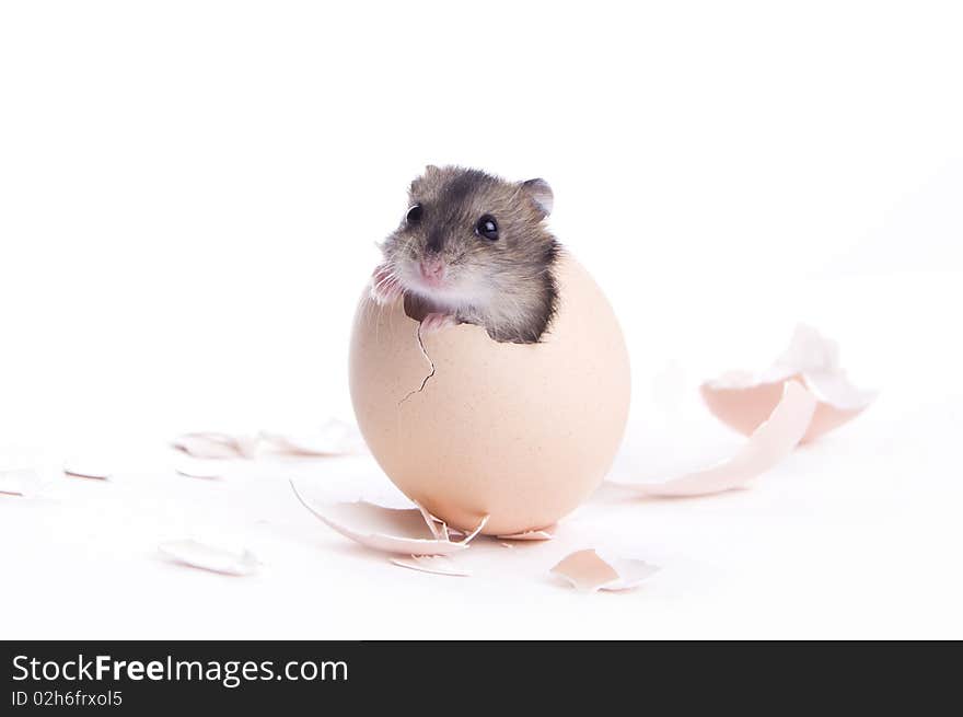 Little baby hamster in the shell isolated on white background. Little baby hamster in the shell isolated on white background