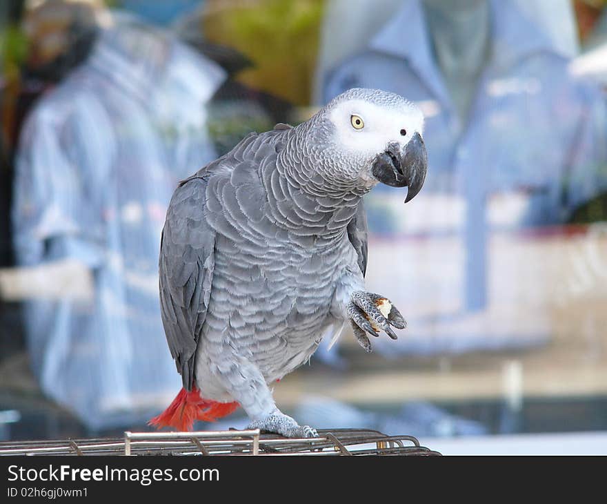 Parrot holds piece of bread. Parrot holds piece of bread