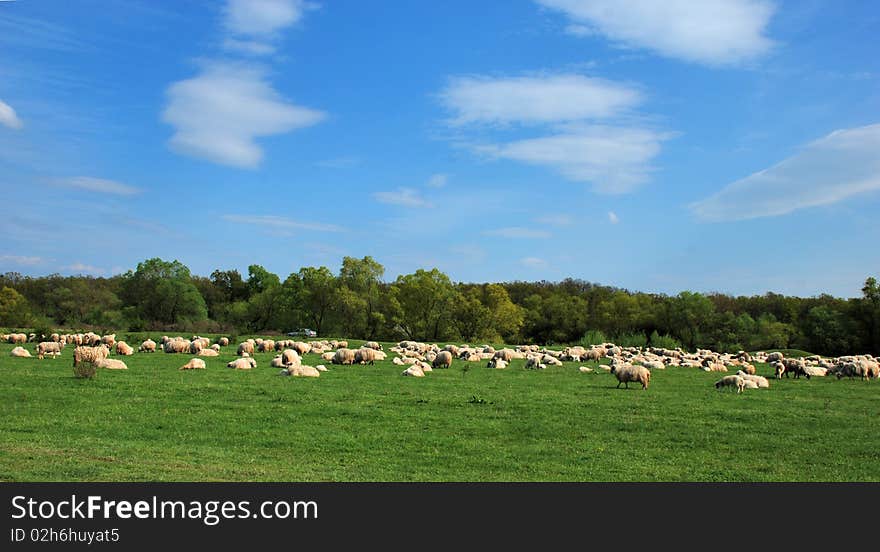 A flock of sheep grazing fresh grass