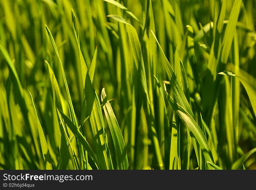 Fresh spring green grass texture. Fresh spring green grass texture