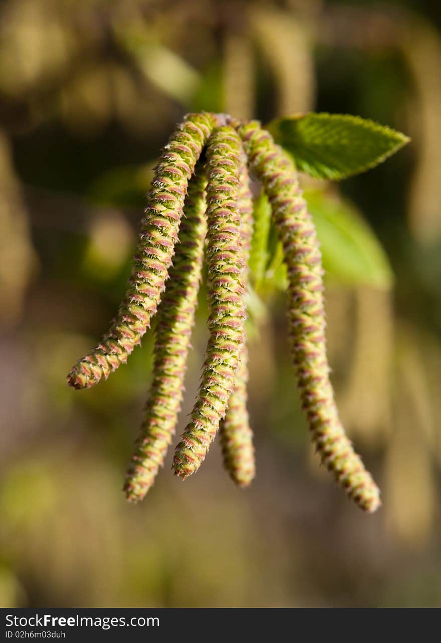 Birch tree aglet flowers