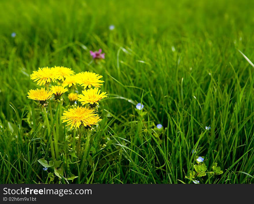 Dandelion flowers in the grass. Dandelion flowers in the grass