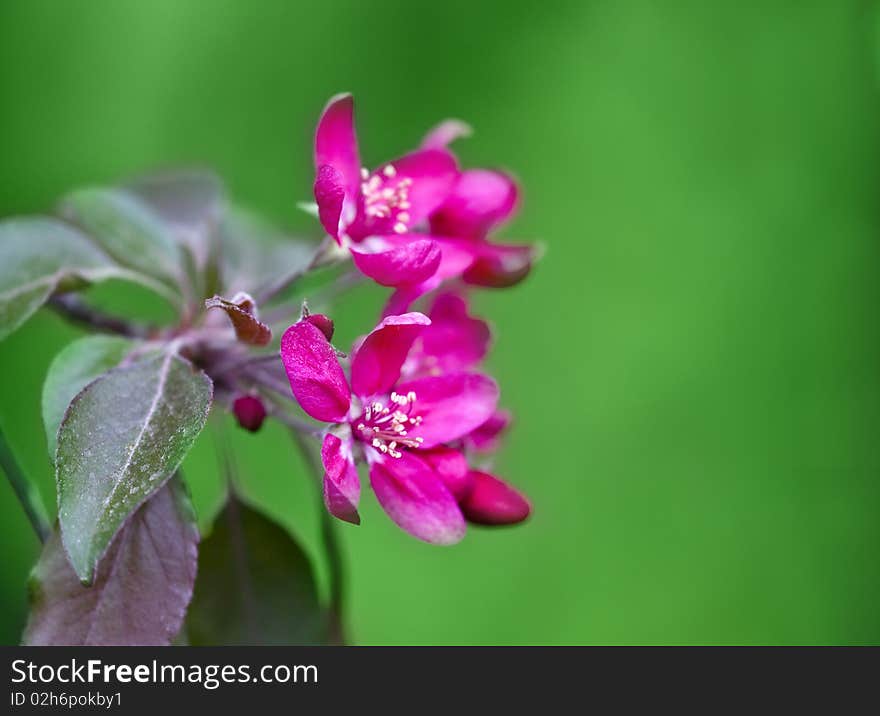 Red flowers