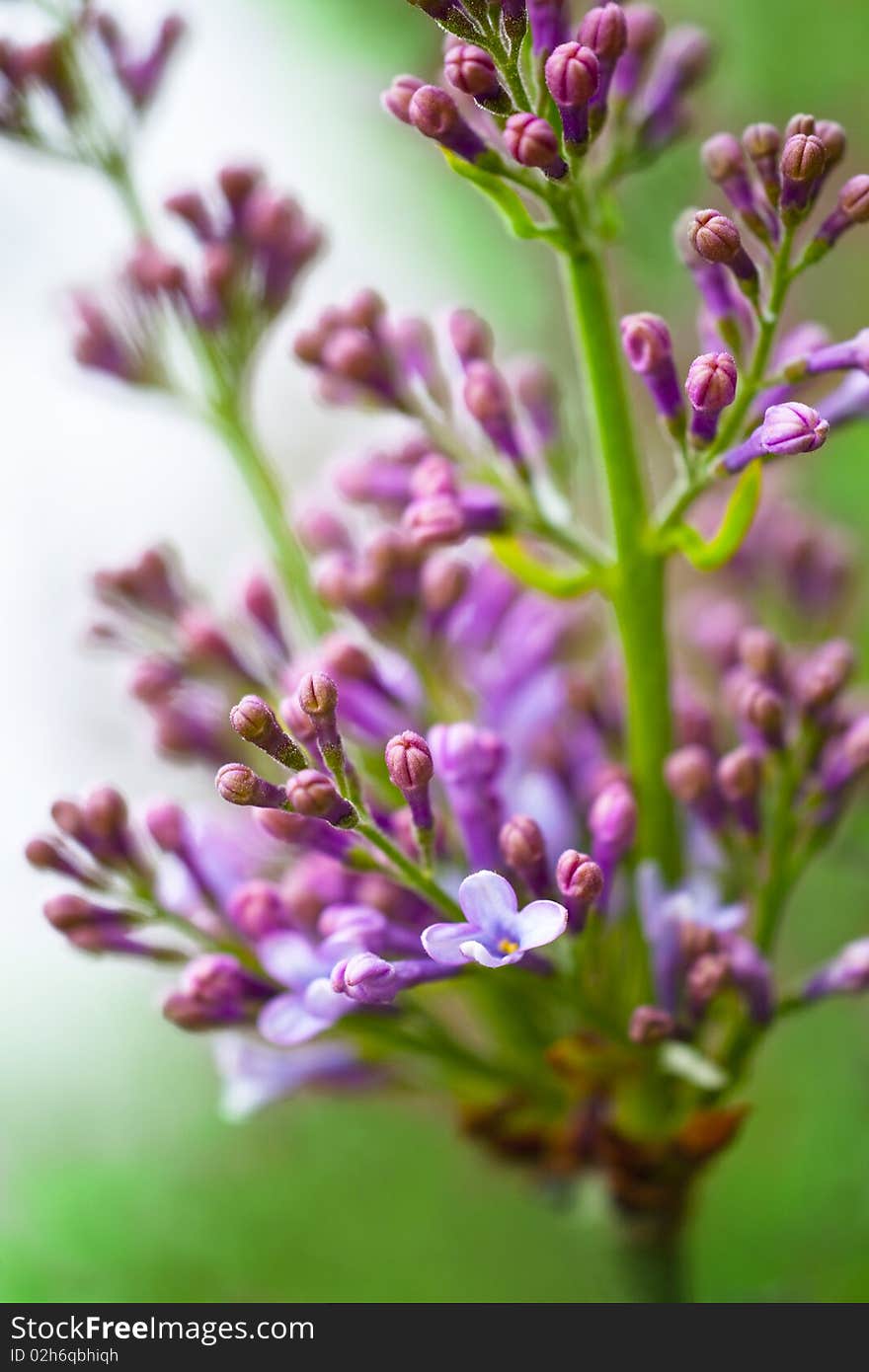 Lilas Flowers