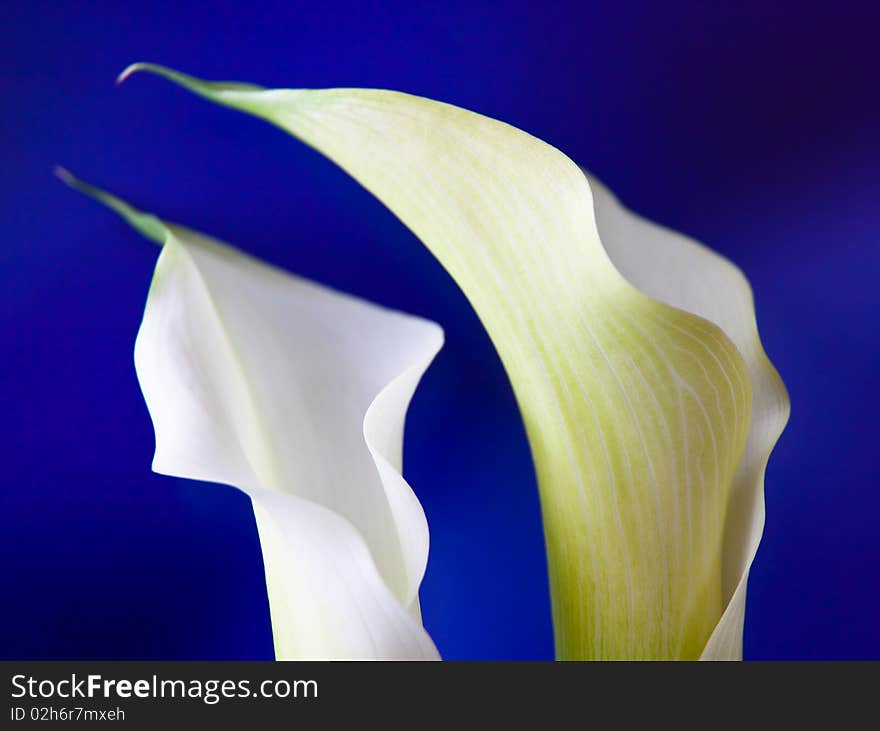 Two white calla blooms on blue background