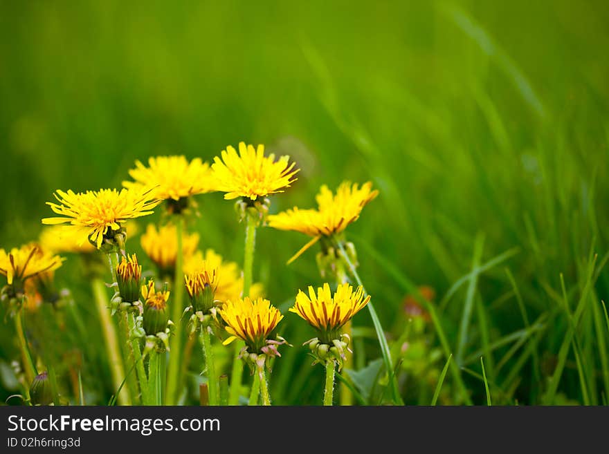 Dandelions