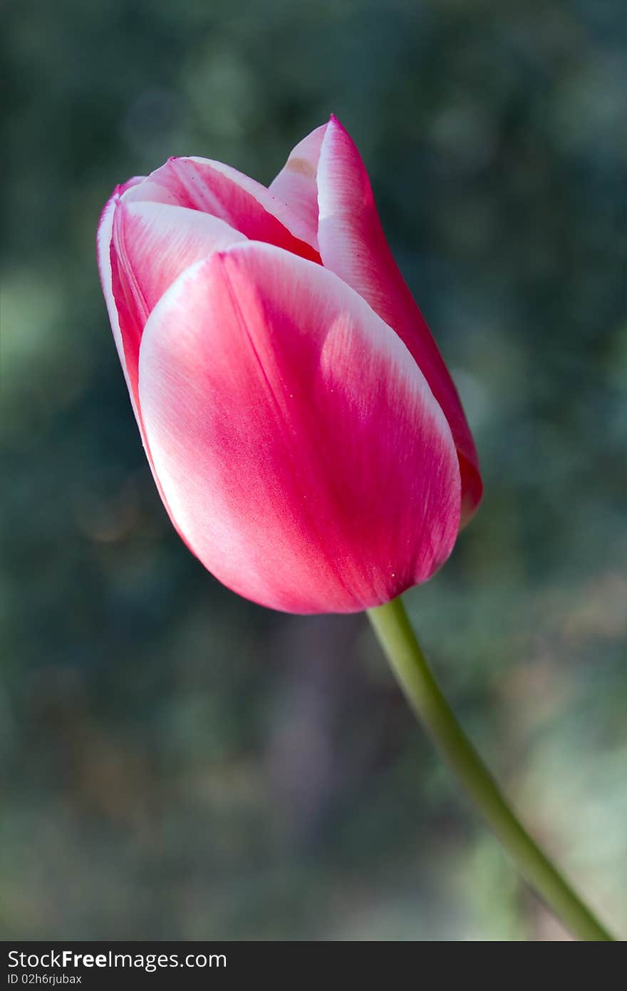 A big pink tulip- close up . A big pink tulip- close up .