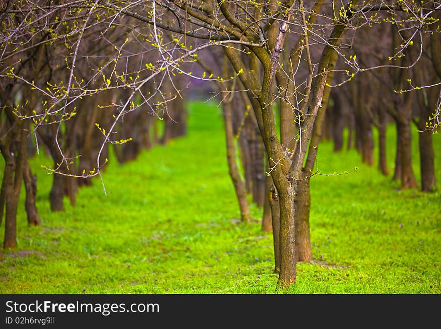 Rows of trees on a green field. Rows of trees on a green field