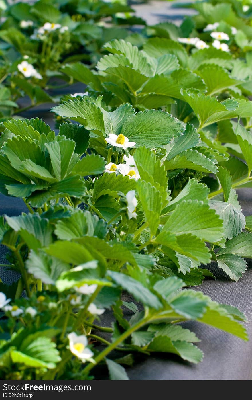 Closeup of a strawberry plant with several blossoms. Closeup of a strawberry plant with several blossoms