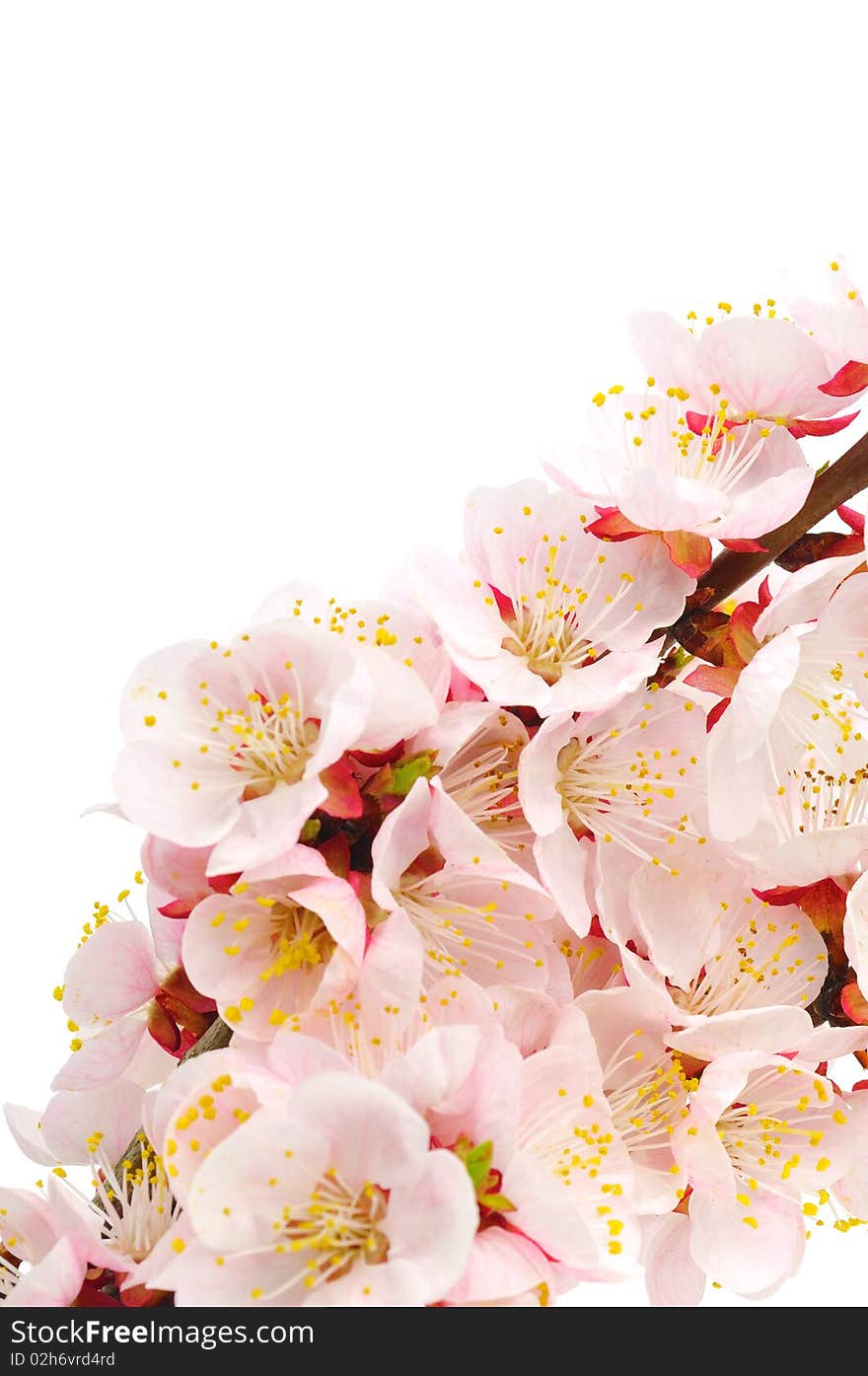 Blossoming an apricot on a white background