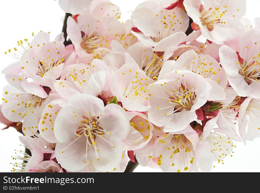 Blossoming an apricot on a white background