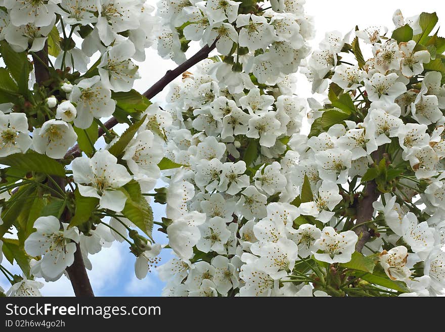 Flowers from an organic cherry tree blossoming in spring. Flowers from an organic cherry tree blossoming in spring