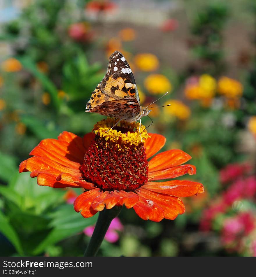 Butterfly on a flower