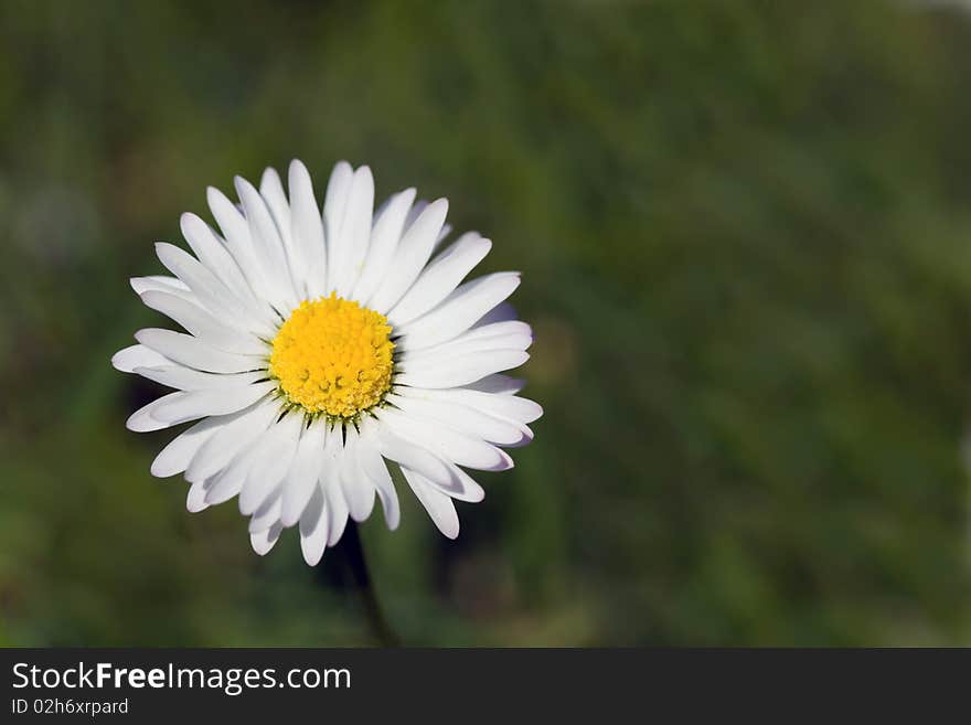 White Chamomile in the Field ,close up.