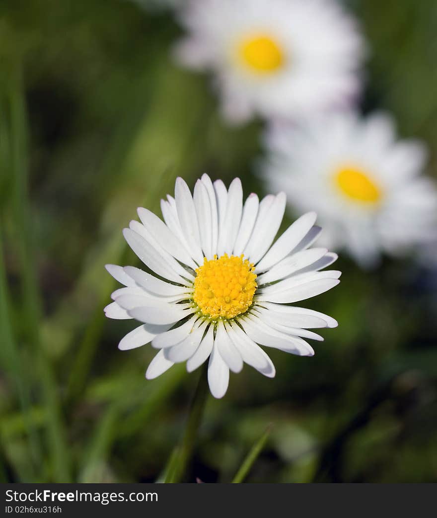 White Chamomile in the Field ,close up.