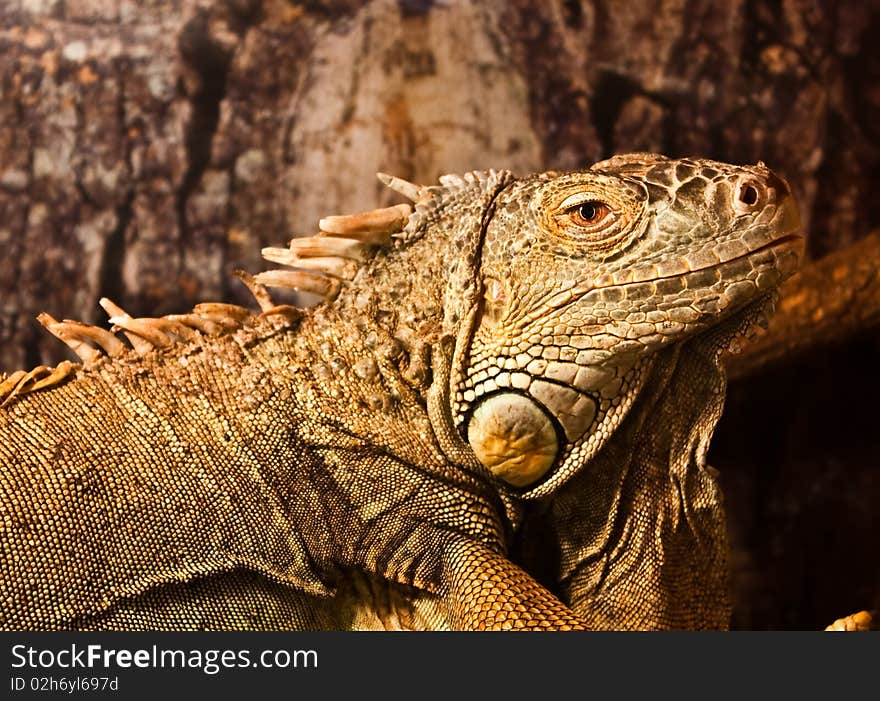 Geen Iguana: complete classification Iguana Iguana - Reptilia - Squamata - Saura. Geen Iguana: complete classification Iguana Iguana - Reptilia - Squamata - Saura