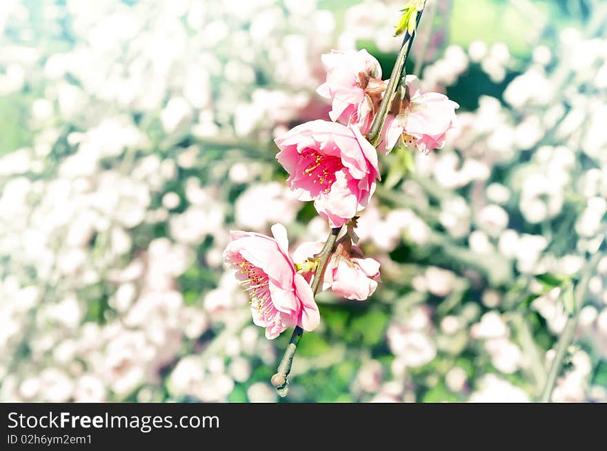 Spring cherry blossoms on bokeh background. Great card for wedding invitation. Spring cherry blossoms on bokeh background. Great card for wedding invitation.