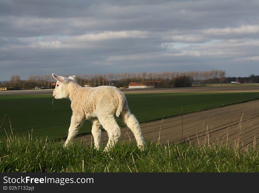 Lamb on dike