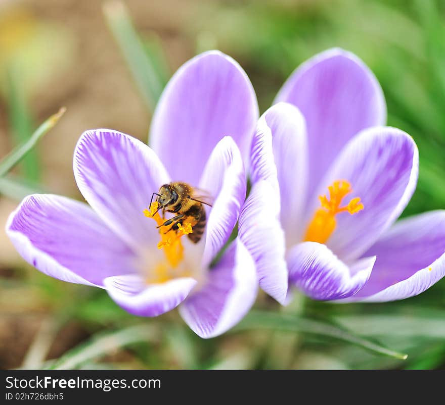 Bee on flower