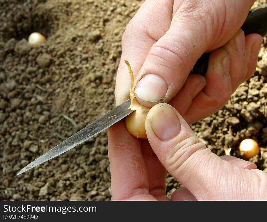 Cutting onion bulb before planting. Cutting onion bulb before planting