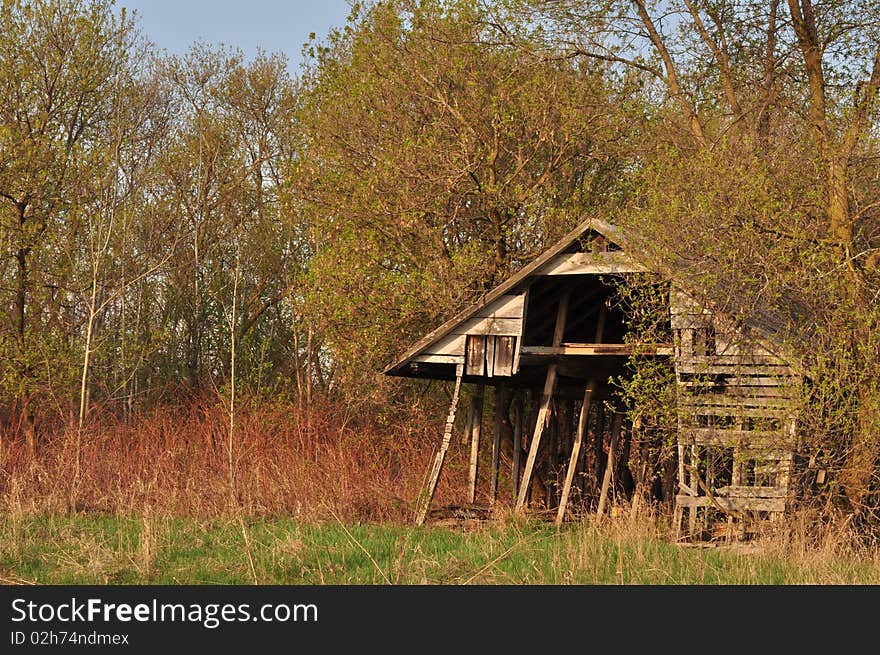 An old collapsing barn, forgotten in the trees and brush of the rural countryside on a sunny spring morning.