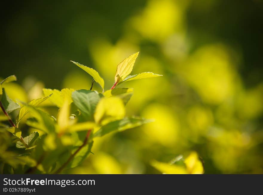 Fresh green leafs of the tree (shallow focus). Fresh green leafs of the tree (shallow focus)