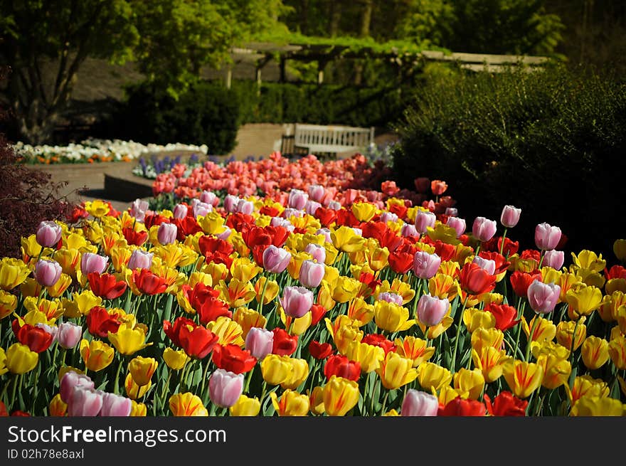 Beautiful colorful tulips in the garden photo was taken in Maryland Public Park. Beautiful colorful tulips in the garden photo was taken in Maryland Public Park