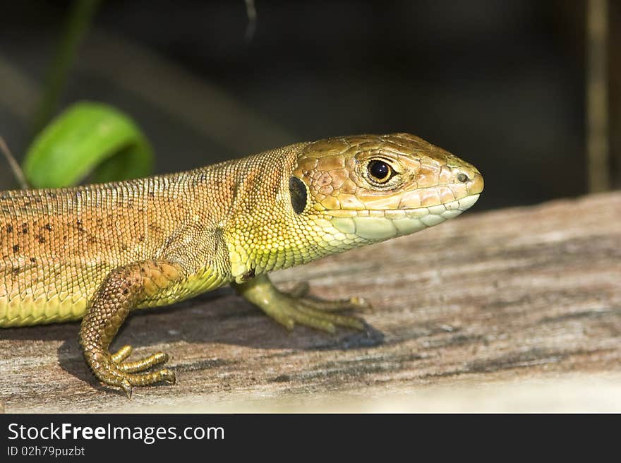 Green lizard (Lacerta viridis)