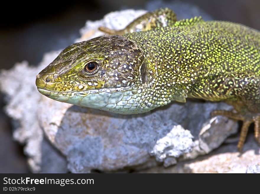 Green lizard (Lacerta viridis)