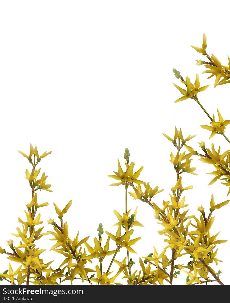 Yellow forsythia on white background