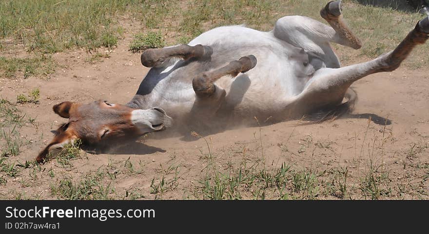 This is a photo of a donkey scratching his back. This is a photo of a donkey scratching his back.