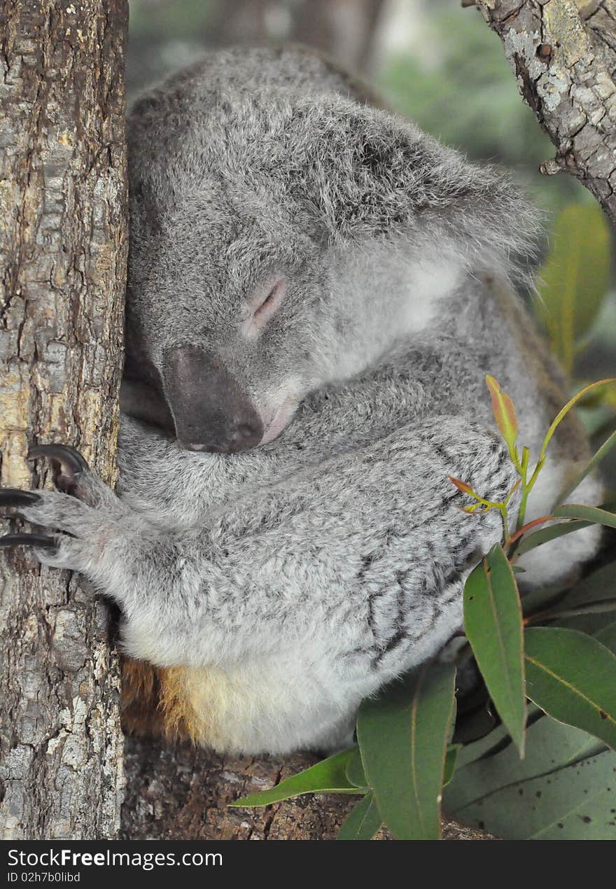 This is a photo of a cute sleeping koala. This is a photo of a cute sleeping koala.