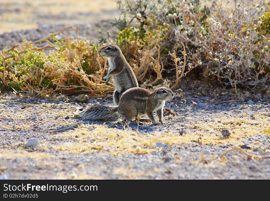 Cape Ground Squirrel (Xerus inauris)