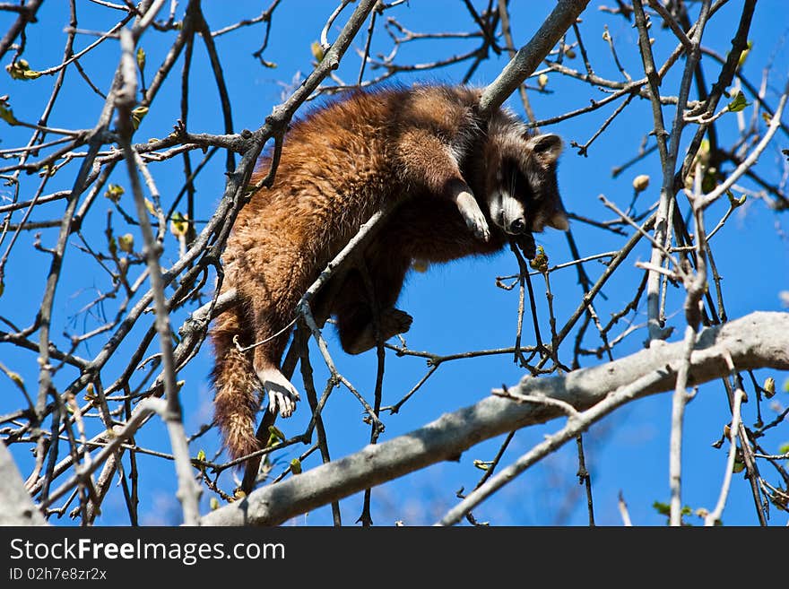 Procyon lotor Linnaeus: classification Mammalia - Placentalia - Carnivora - Fissipedia