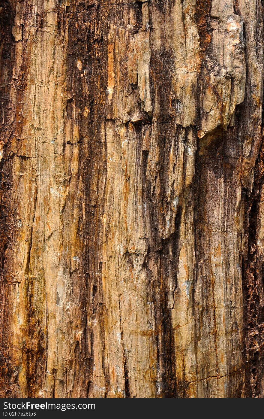 Surface of fossil wood, shown as featured texture, character and color. Surface of fossil wood, shown as featured texture, character and color.