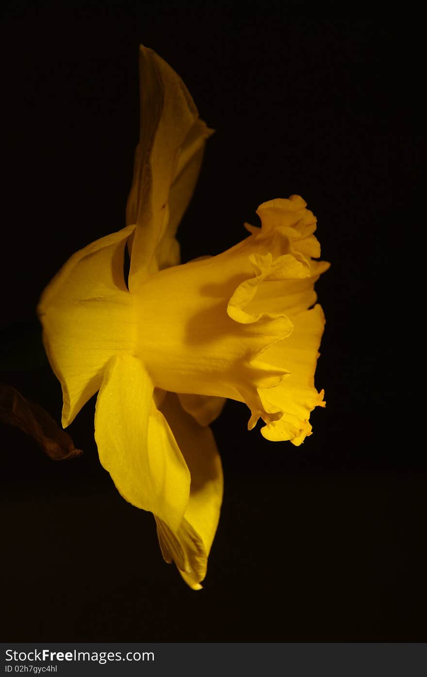 Close up of a beautiful yellow daffi in spring on black background, Easter season, Narcissus jonquilla. Close up of a beautiful yellow daffi in spring on black background, Easter season, Narcissus jonquilla