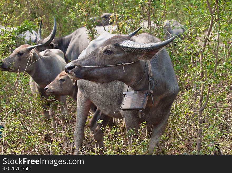 Buffaloes are commonly used in agriculture for Asian countries. Buffaloes are commonly used in agriculture for Asian countries.