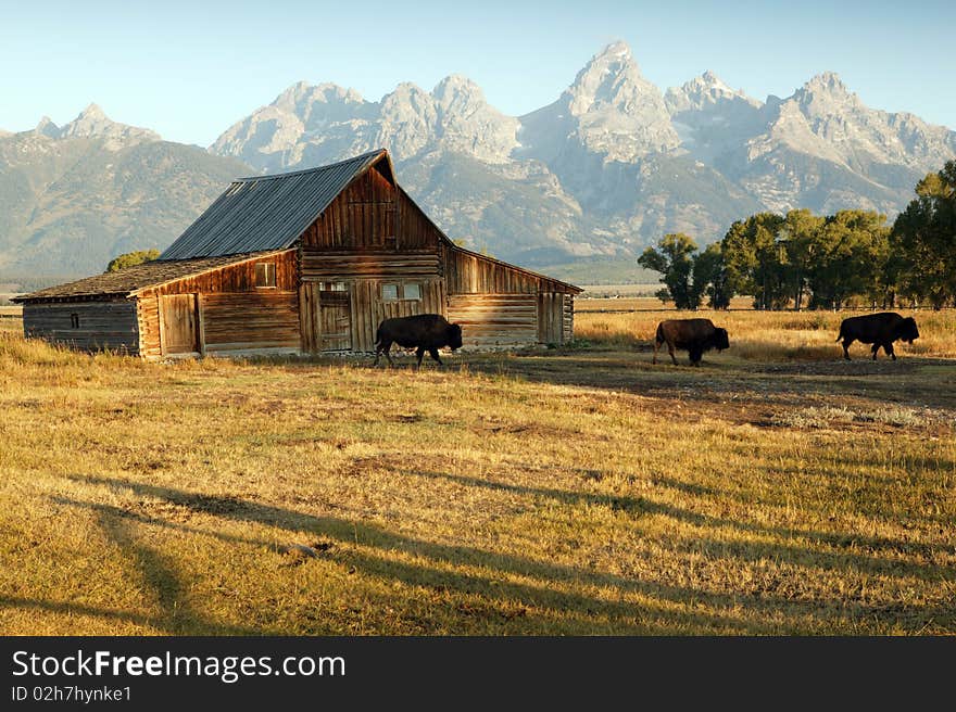 Famous Barn and Grand Teton National Park