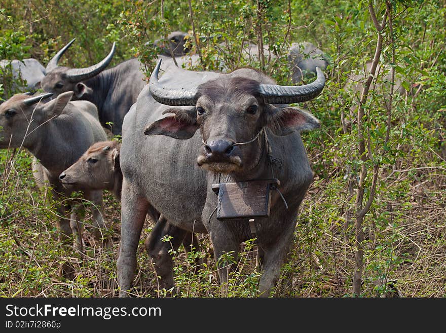 Farming buffaloes is still popular in Cambodia.