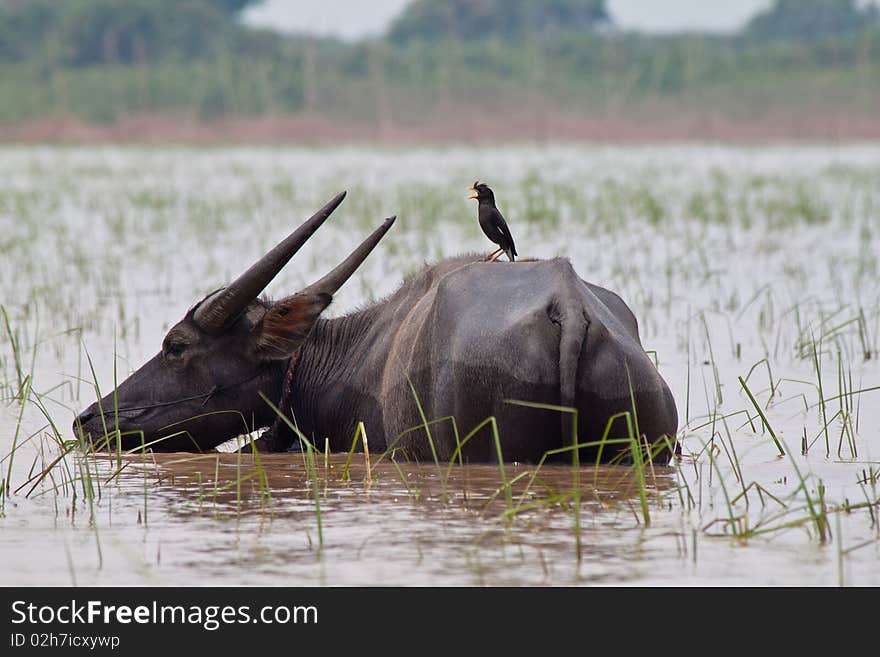 Buffalo is releasing to find food by itself in remote area. Here buffalo is eating grass in the lake and a myna is standing on it. Buffalo is releasing to find food by itself in remote area. Here buffalo is eating grass in the lake and a myna is standing on it.