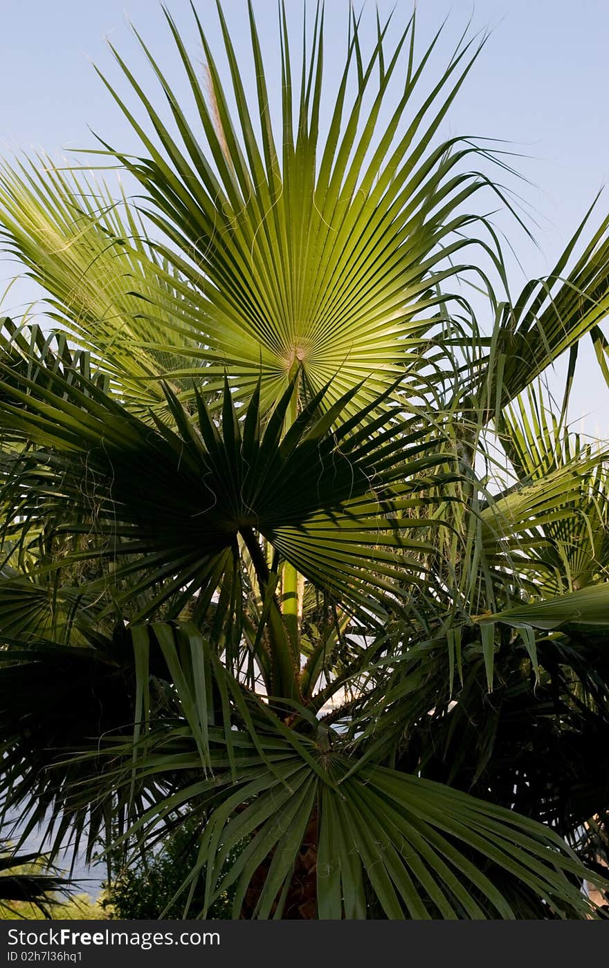 Green palm leafs. palm tree.