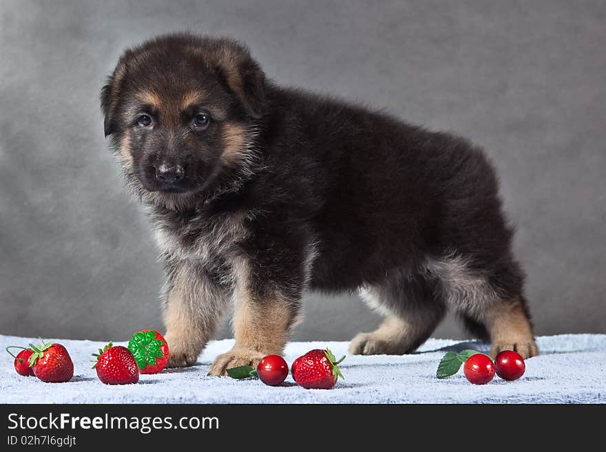 Studio, German Shepherd dog, puppy. Studio, German Shepherd dog, puppy