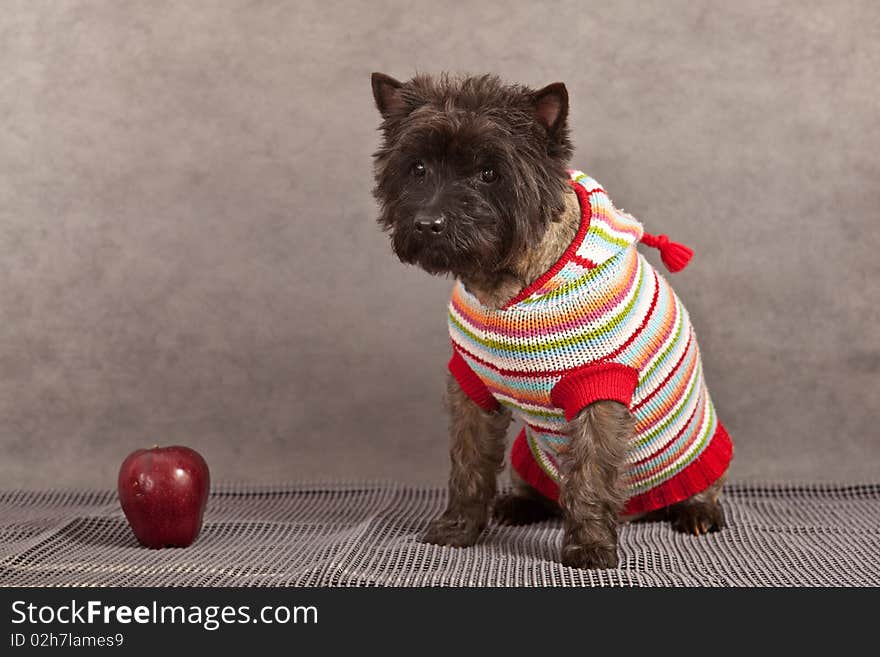 Dog portrait of cairn-terrier.