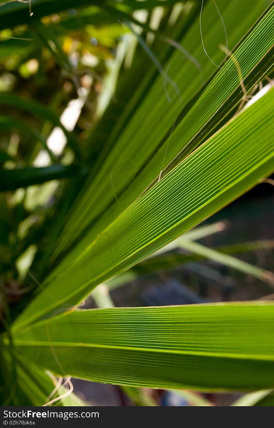 Green palm leaf. close-up.