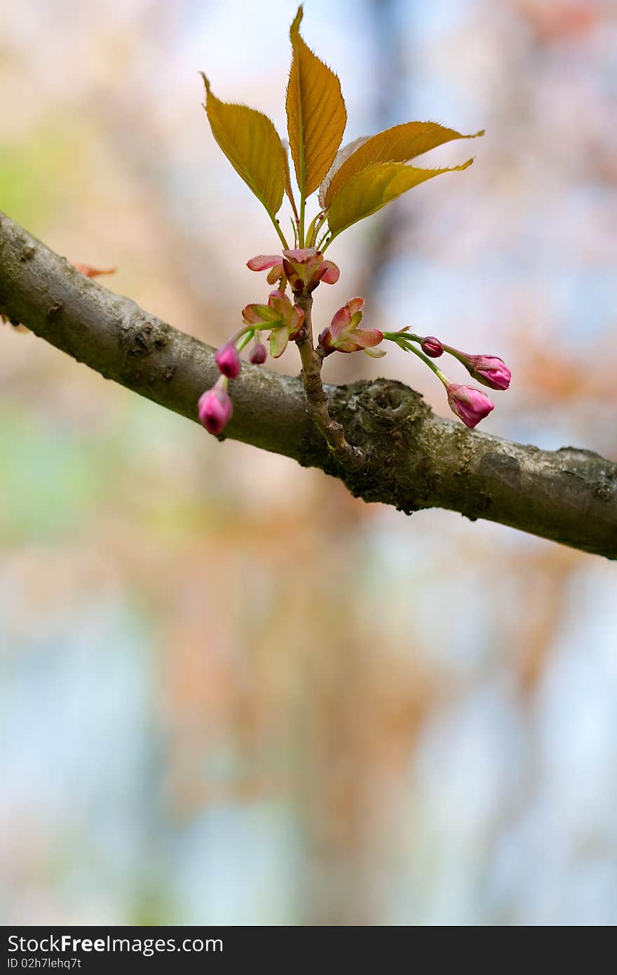 Close up blooming small tree branch. Close up blooming small tree branch