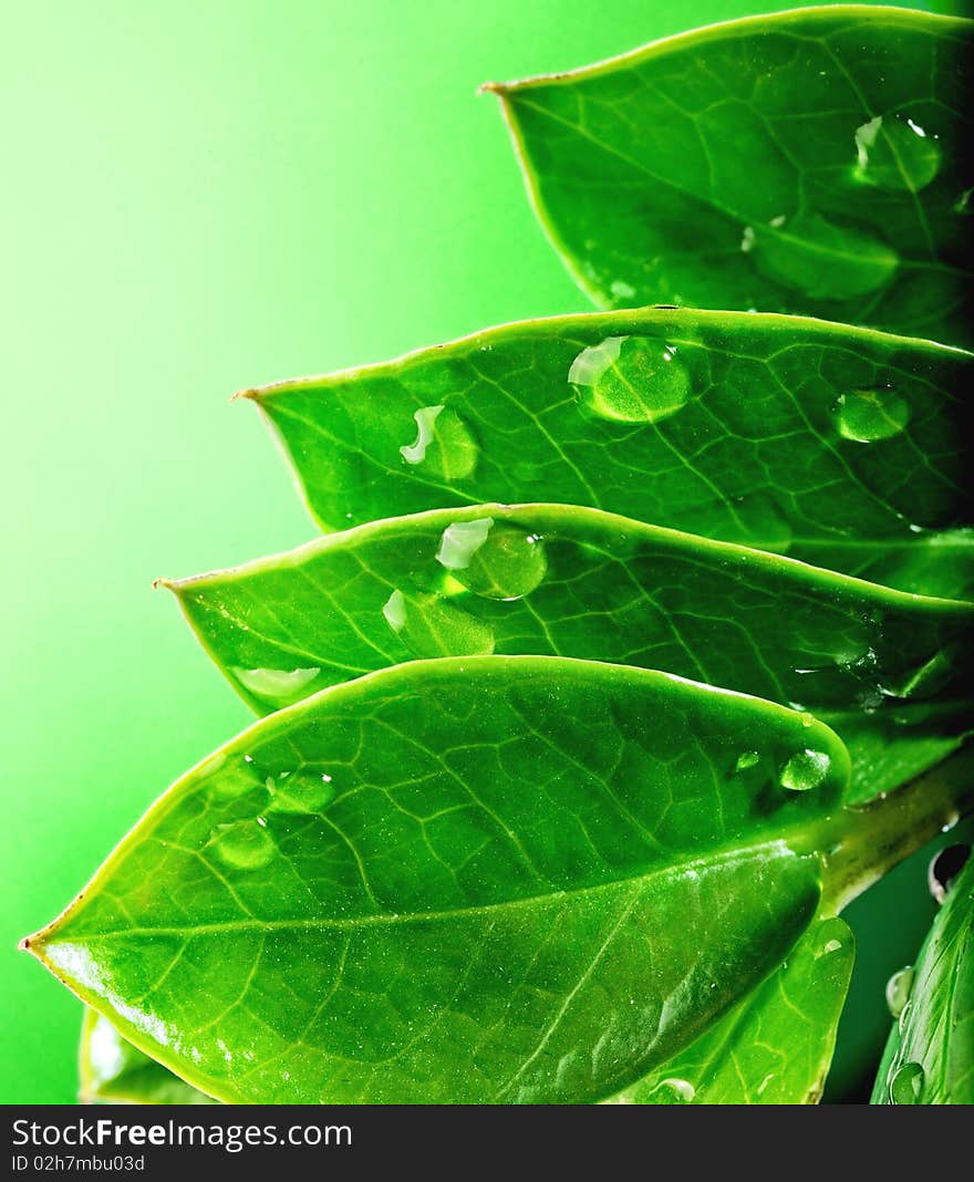 Picture of a Fresh green leaves