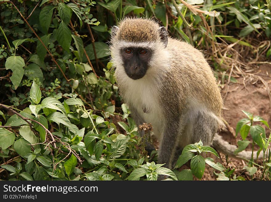 Velvet monkey in Nairobi National Park