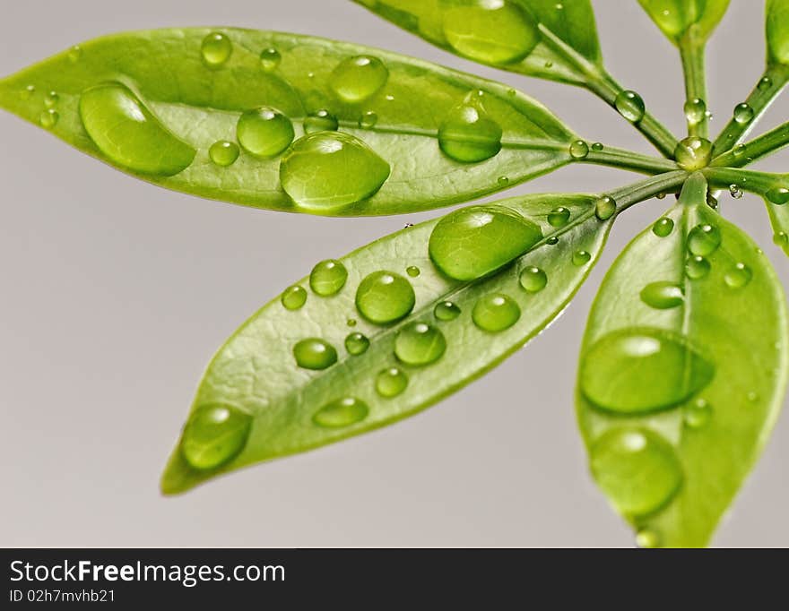 Picture of a Fresh green leaves