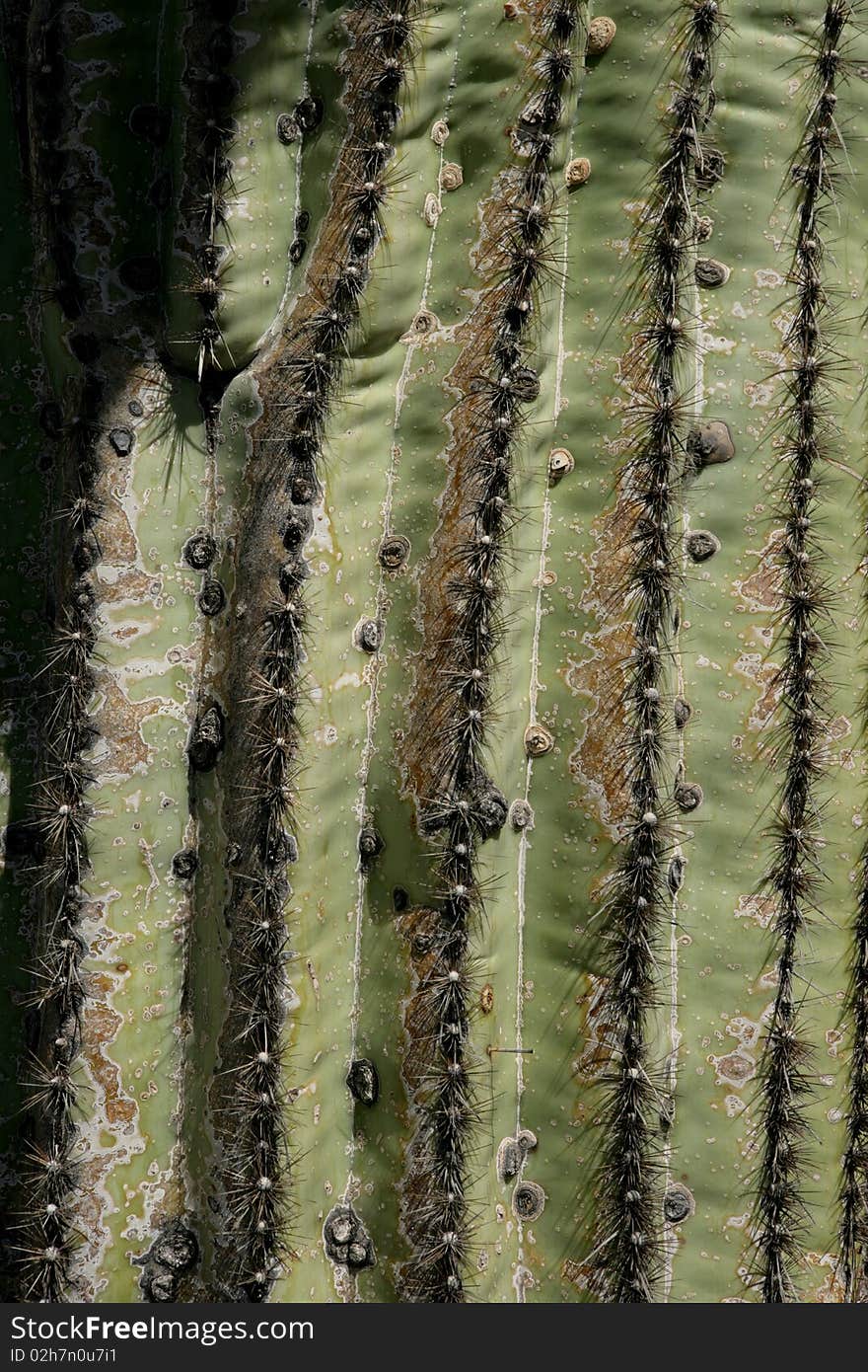 Cactus Needles